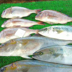 海の釣堀 海恵 釣果