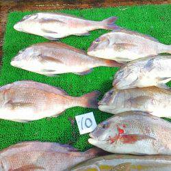 海の釣堀 海恵 釣果