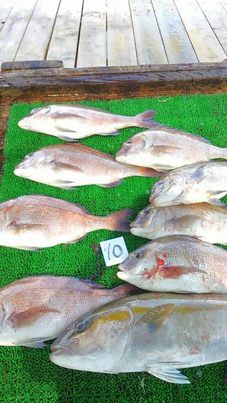 海の釣堀 海恵 釣果