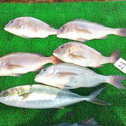 海の釣堀 海恵 釣果