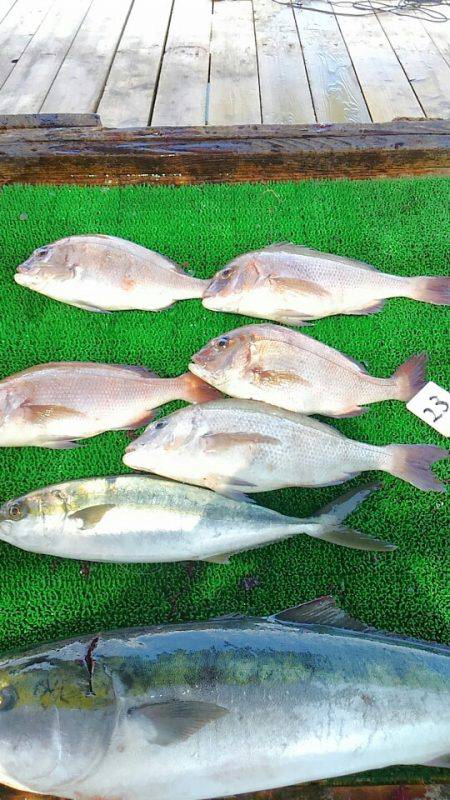 海の釣堀 海恵 釣果