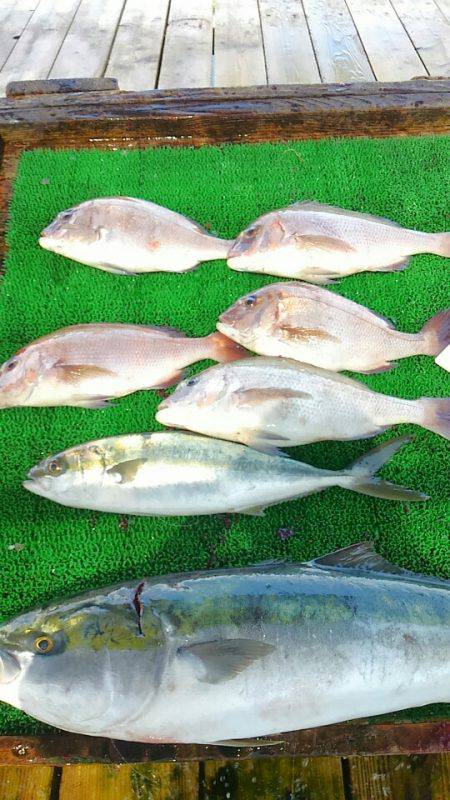 海の釣堀 海恵 釣果