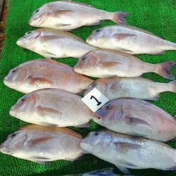 海の釣堀 海恵 釣果