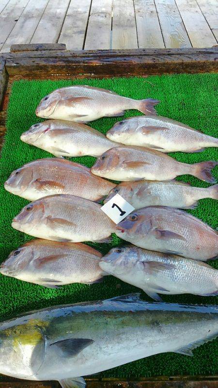 海の釣堀 海恵 釣果