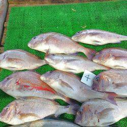 海の釣堀 海恵 釣果