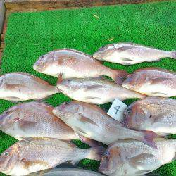 海の釣堀 海恵 釣果