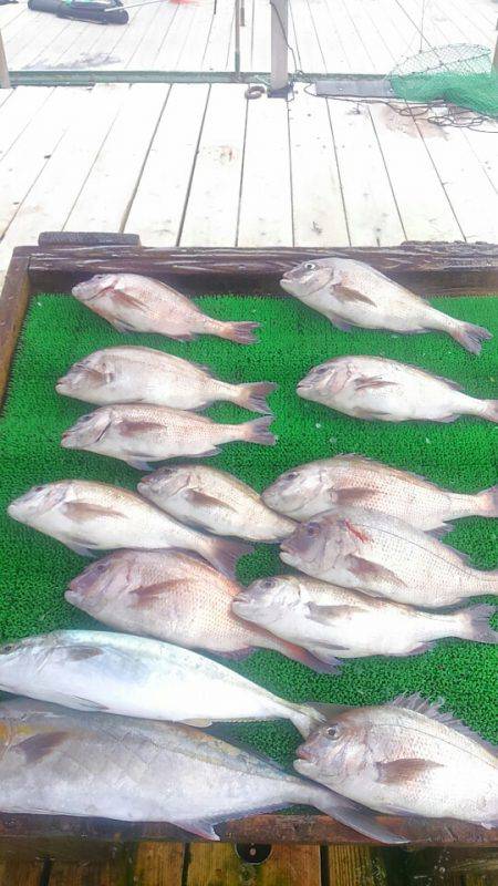 海の釣堀 海恵 釣果