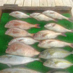 海の釣堀 海恵 釣果