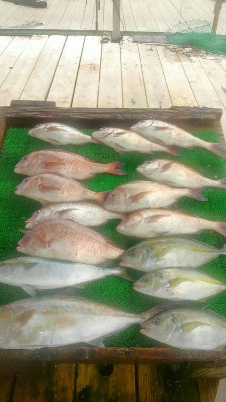 海の釣堀 海恵 釣果