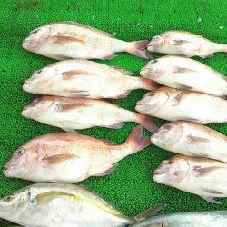 海の釣堀 海恵 釣果