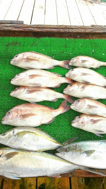 海の釣堀 海恵 釣果
