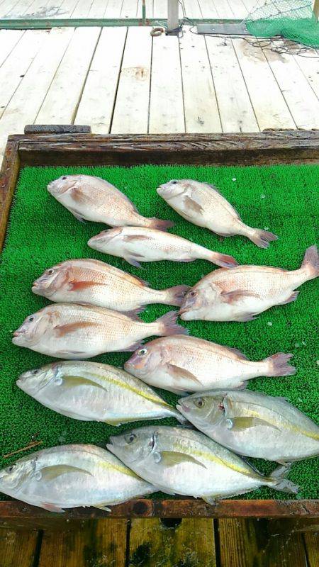 海の釣堀 海恵 釣果