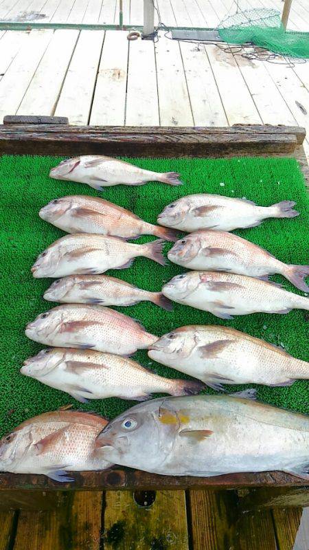 海の釣堀 海恵 釣果