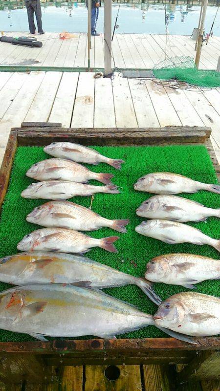 海の釣堀 海恵 釣果