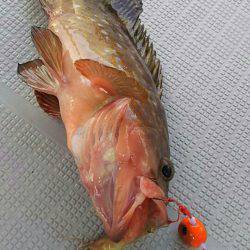 タイラバ遊漁船 ワンピース 釣果