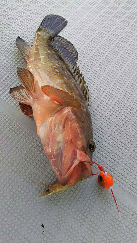 タイラバ遊漁船 ワンピース 釣果