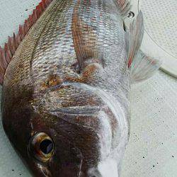 タイラバ遊漁船 ワンピース 釣果