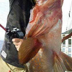 タイラバ遊漁船 ワンピース 釣果