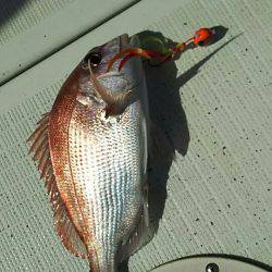 タイラバ遊漁船 ワンピース 釣果