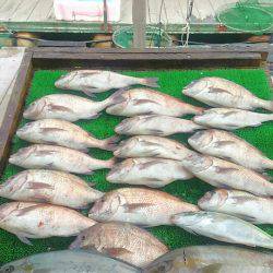 海の釣堀 海恵 釣果