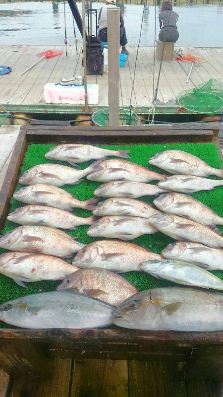 海の釣堀 海恵 釣果