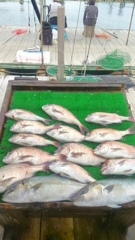 海の釣堀 海恵 釣果