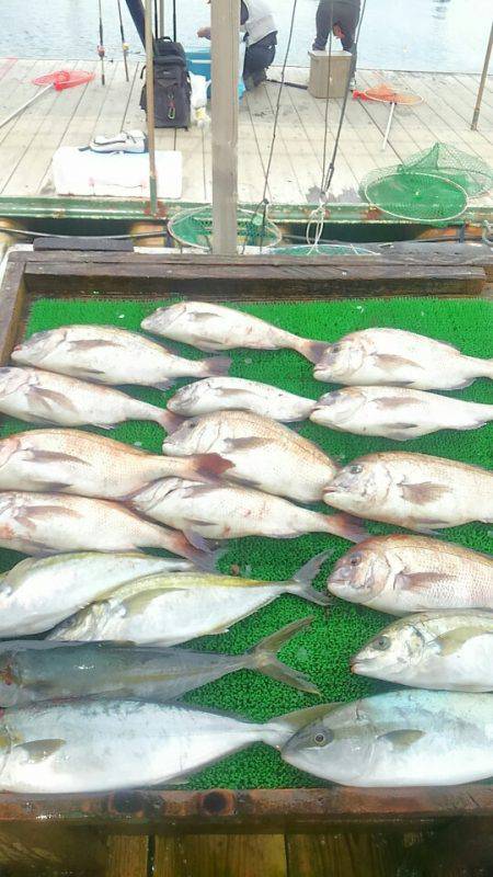海の釣堀 海恵 釣果