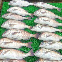 海の釣堀 海恵 釣果