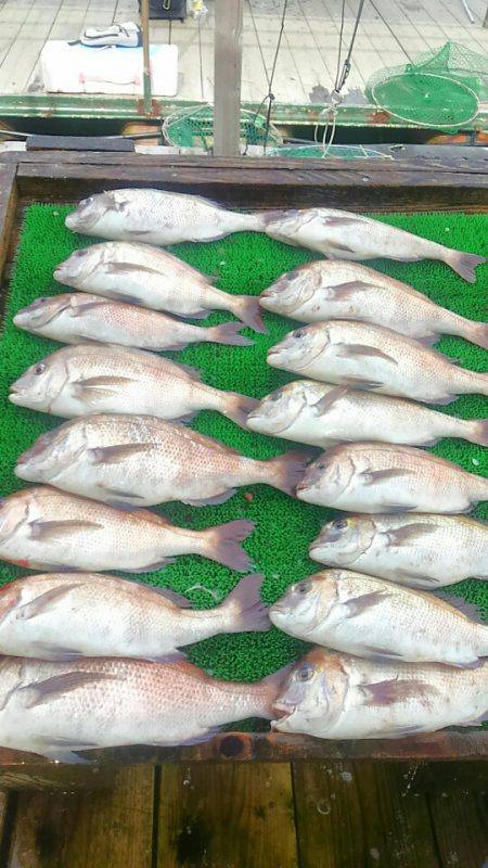 海の釣堀 海恵 釣果