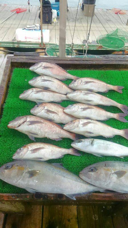 海の釣堀 海恵 釣果