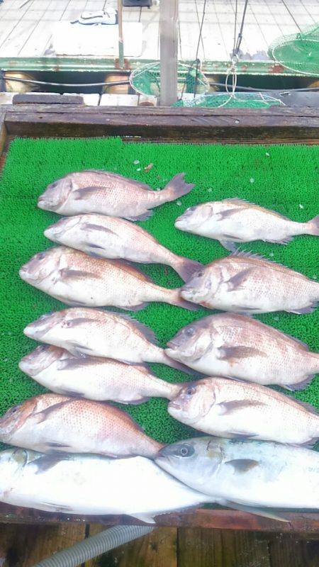 海の釣堀 海恵 釣果