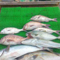 海の釣堀 海恵 釣果