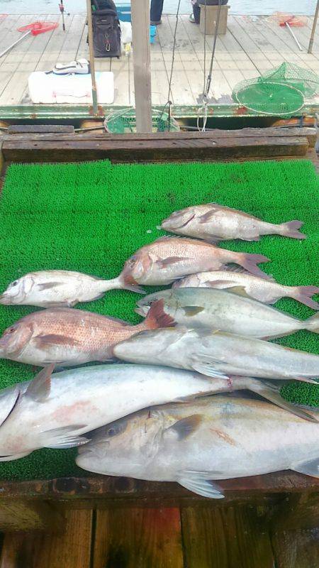 海の釣堀 海恵 釣果