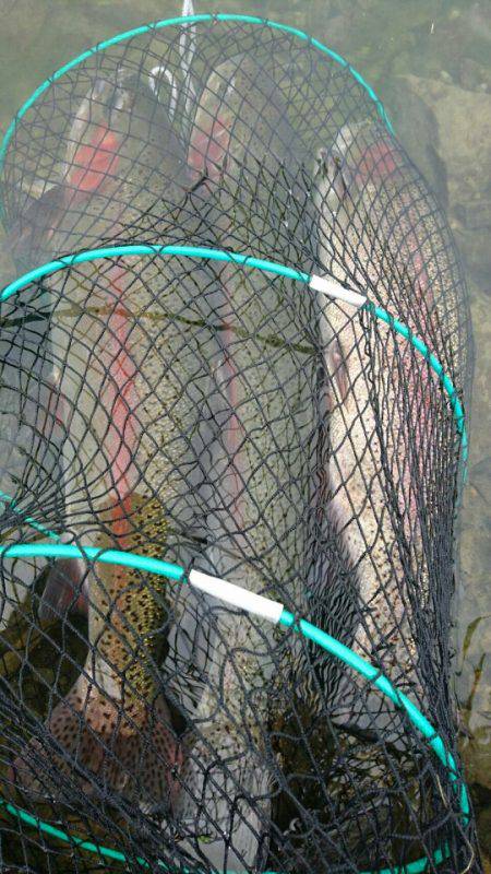 加賀フィッシングエリア 釣果