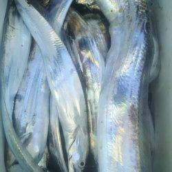 サンマリン 釣果