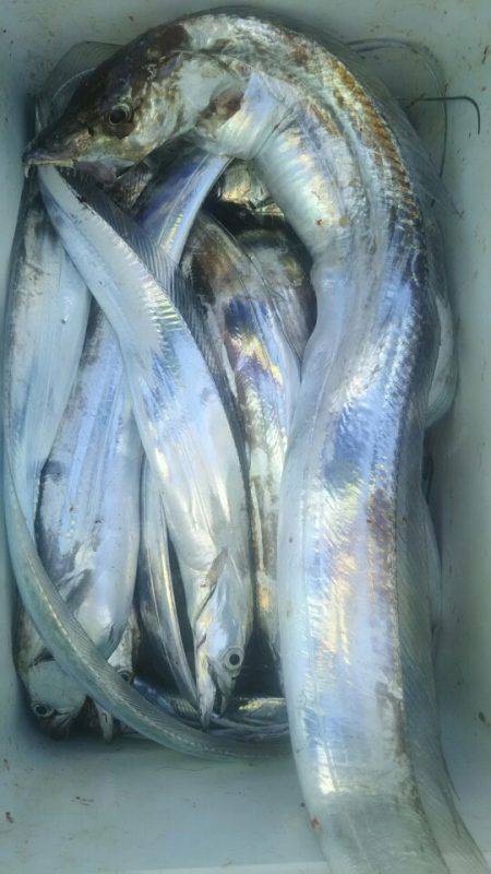 サンマリン 釣果