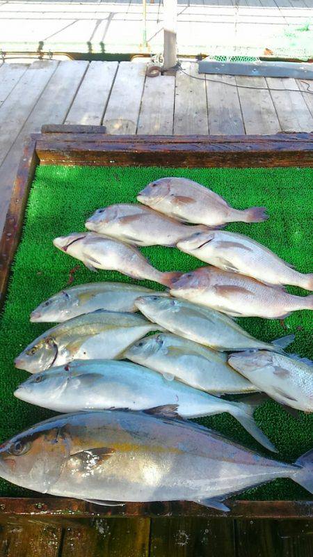 海の釣堀 海恵 釣果