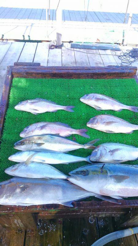 海の釣堀 海恵 釣果