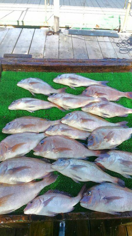 海の釣堀 海恵 釣果