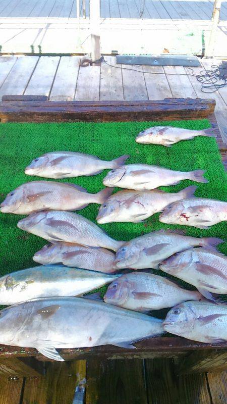 海の釣堀 海恵 釣果