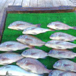 海の釣堀 海恵 釣果