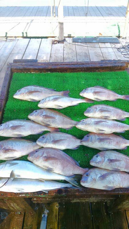 海の釣堀 海恵 釣果