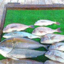 海の釣堀 海恵 釣果