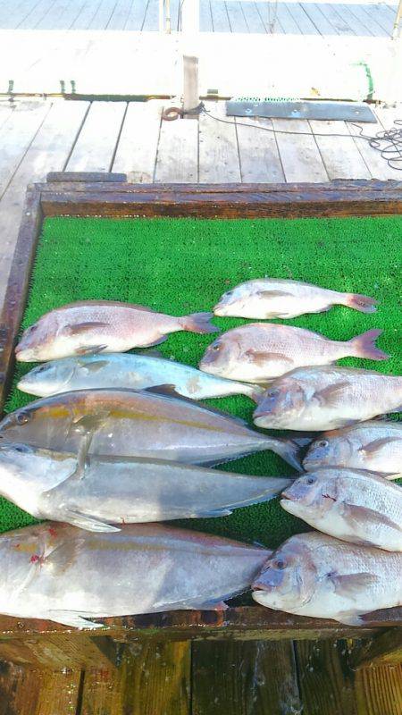 海の釣堀 海恵 釣果