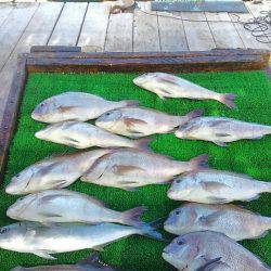 海の釣堀 海恵 釣果