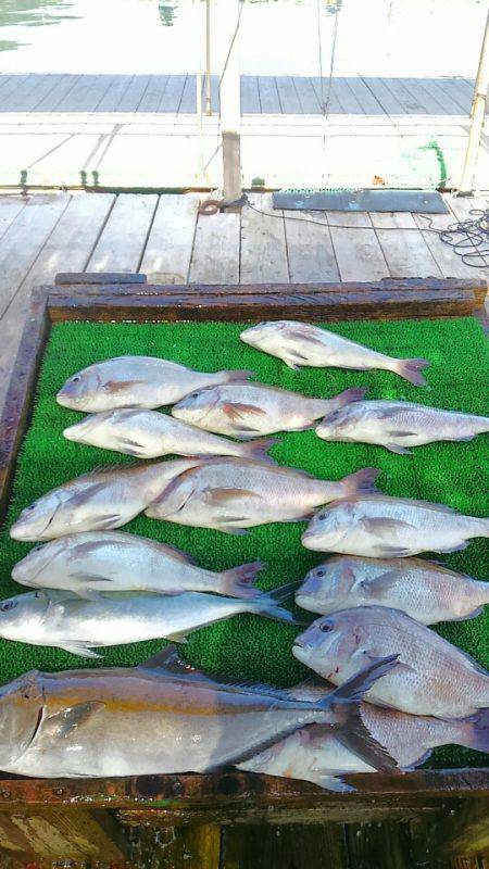 海の釣堀 海恵 釣果