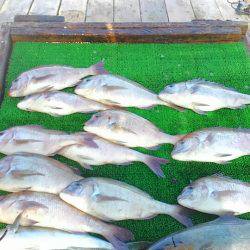 海の釣堀 海恵 釣果