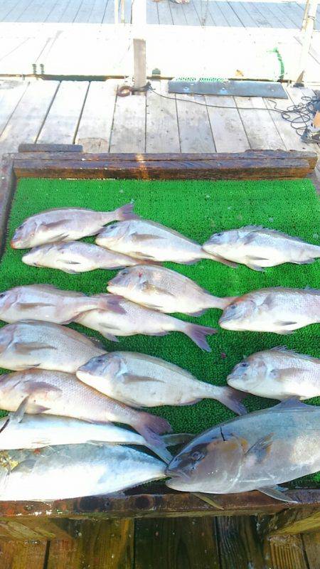 海の釣堀 海恵 釣果