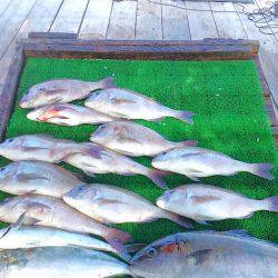 海の釣堀 海恵 釣果