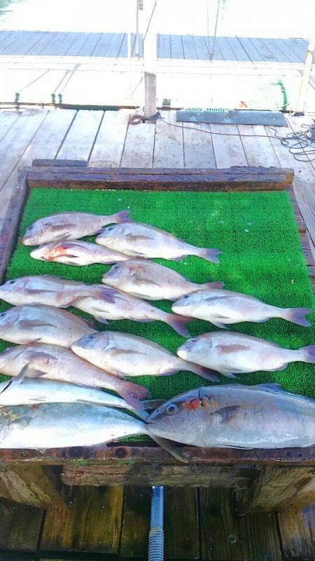 海の釣堀 海恵 釣果